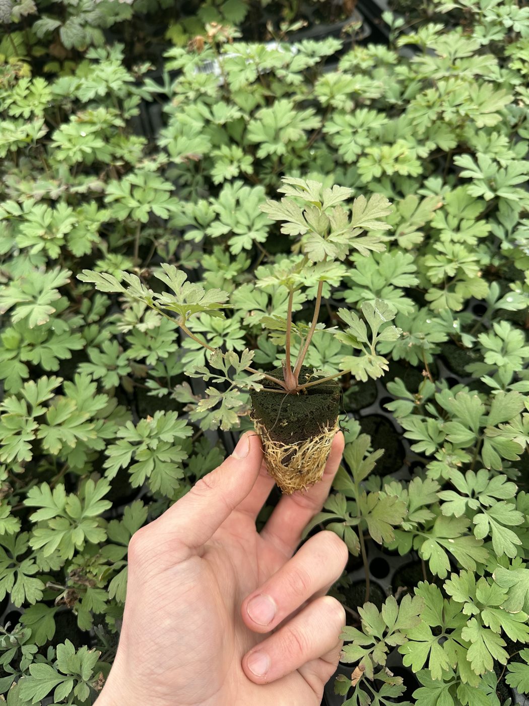 Dicentra spectabilis 'Amore Rose'