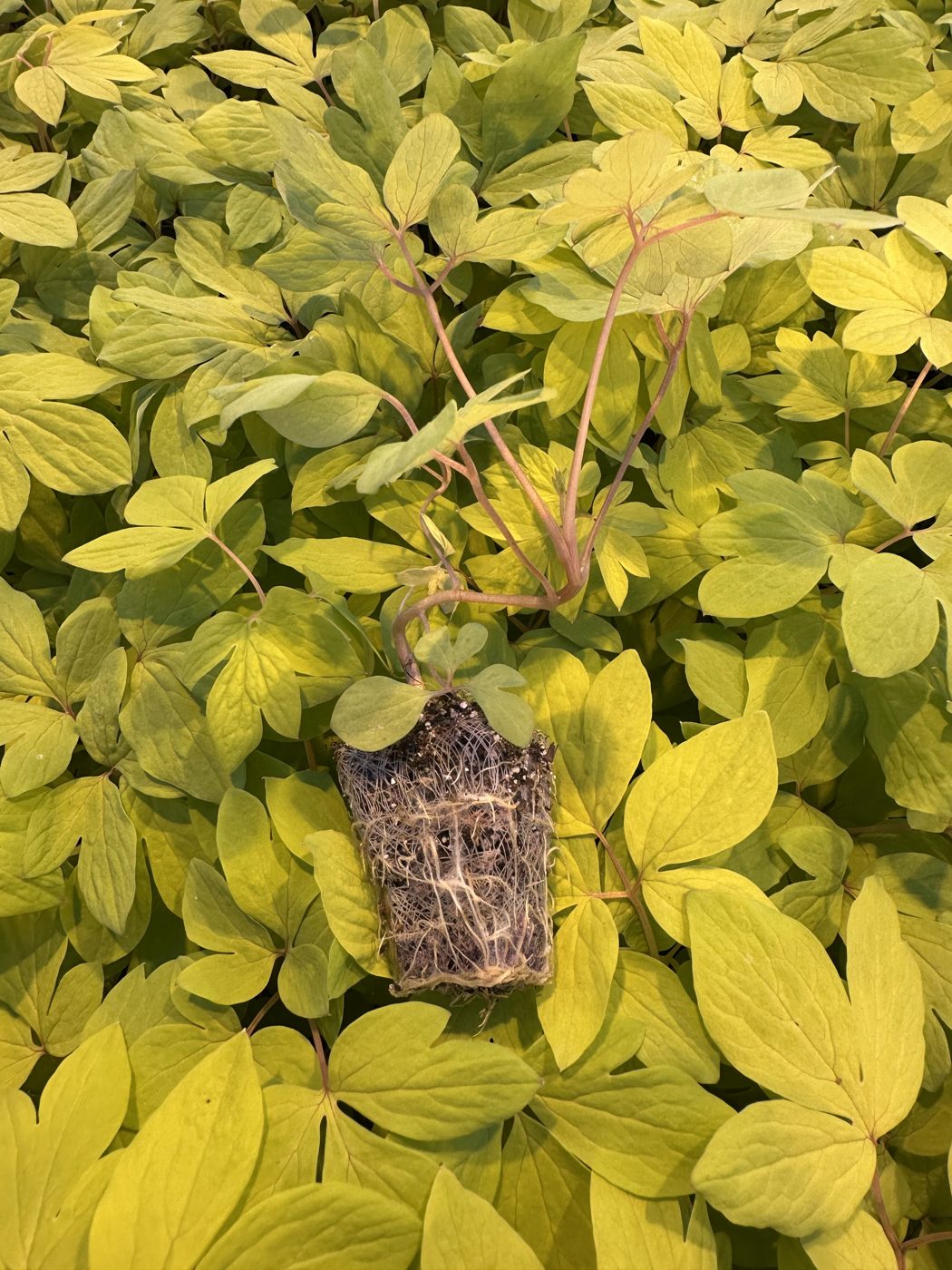 Dicentra spectabilis 'Gold Heart' — wholesale plug/liner