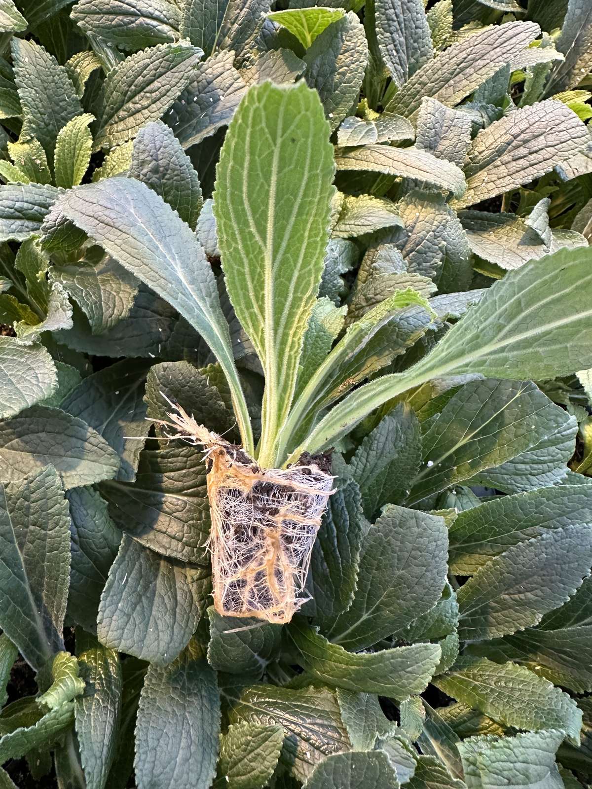 Digitalis hybrida 'Arctic Fox' — wholesale plug/liner