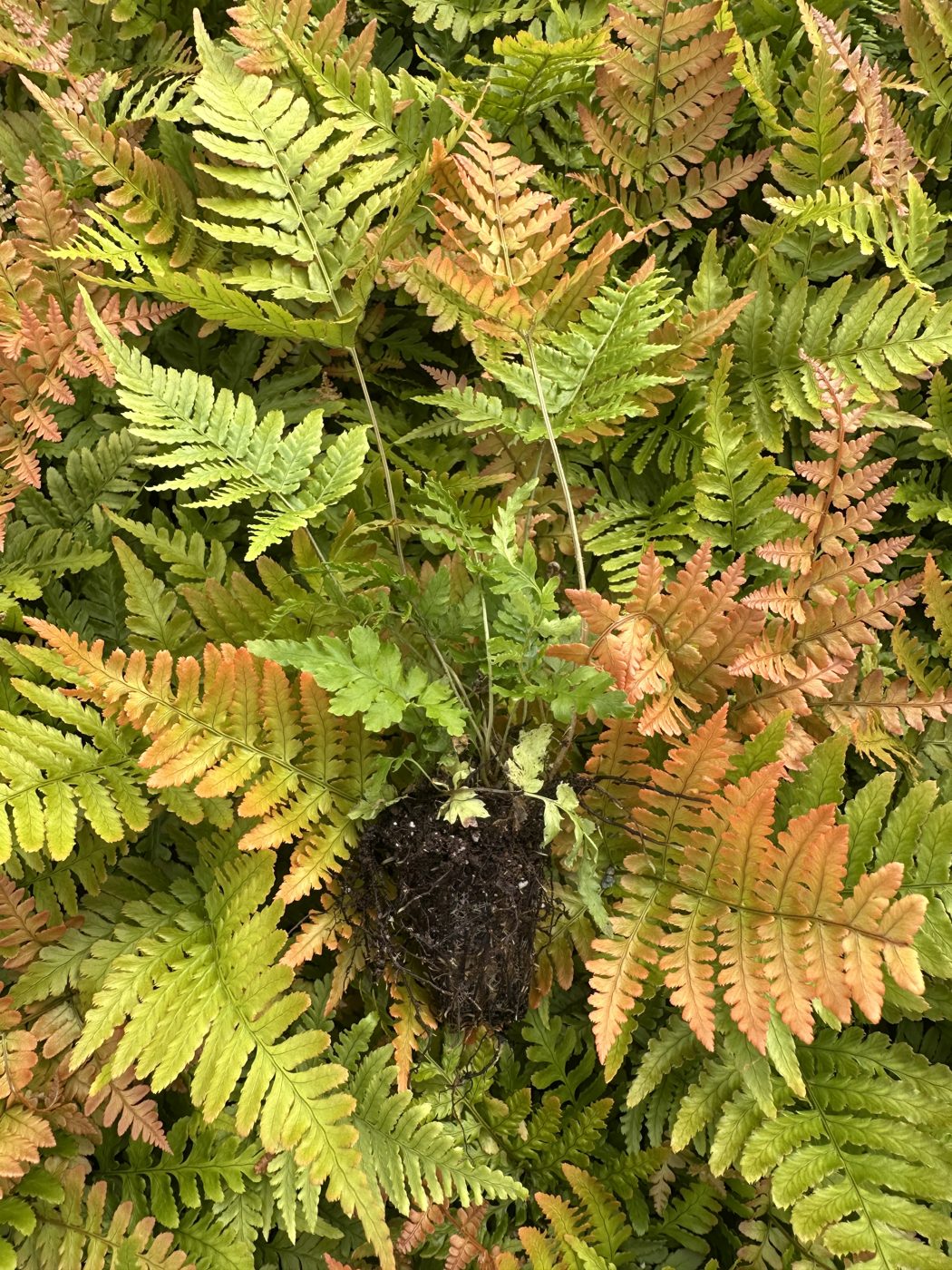 Dryopteris erythrosora 'Brilliance'