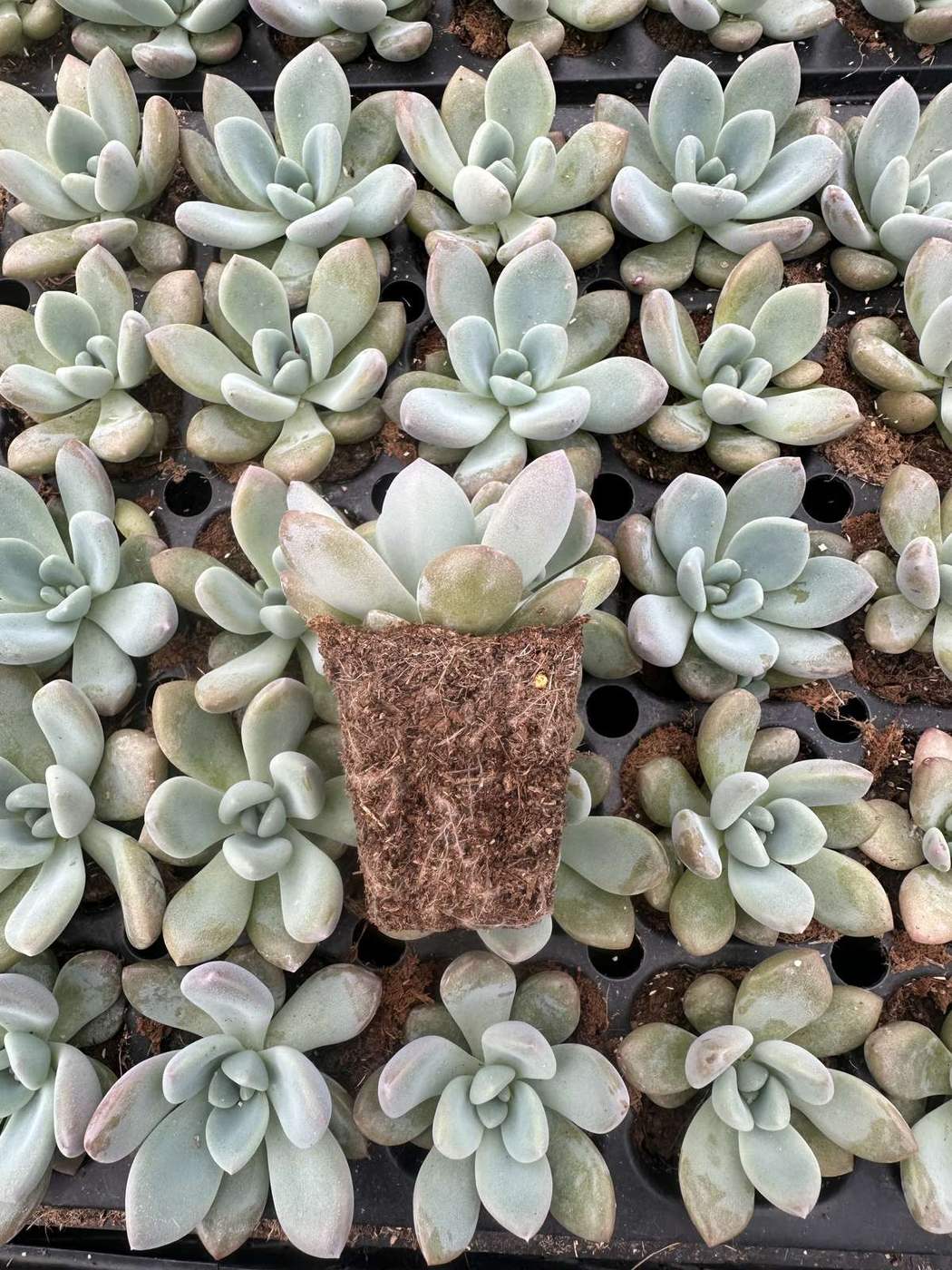 Echeveria Azul — wholesale plug/liner