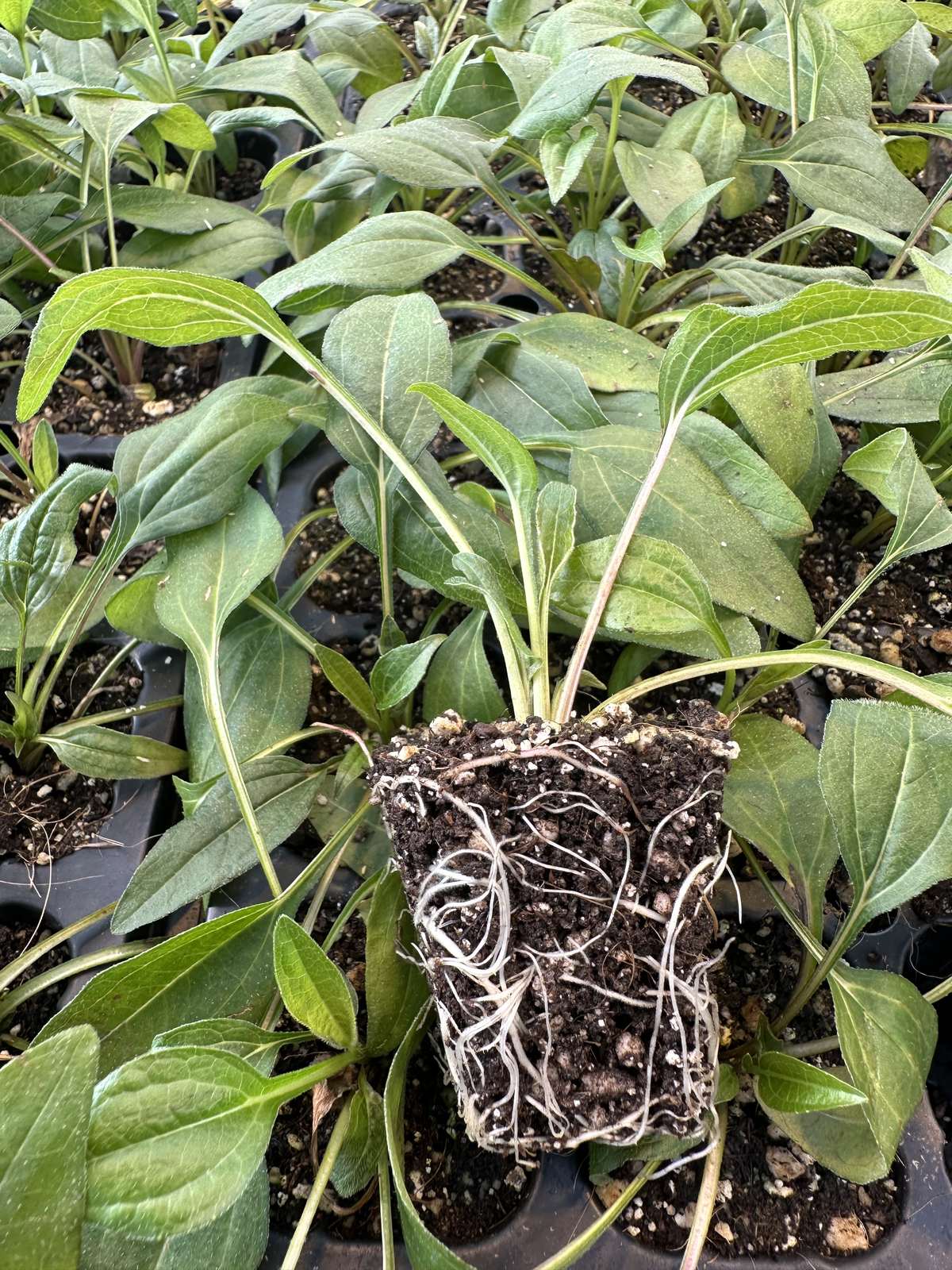 Echinacea purpurea 'Panama Red' — wholesale plug/liner