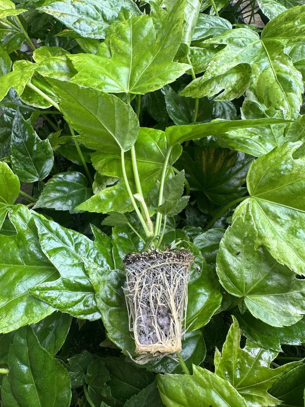 Fatsia hybrida 'Spider's Web' — wholesale plug/liner