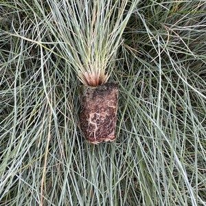 Festuca glauca 'Elijah Blue' — wholesale plug/liner