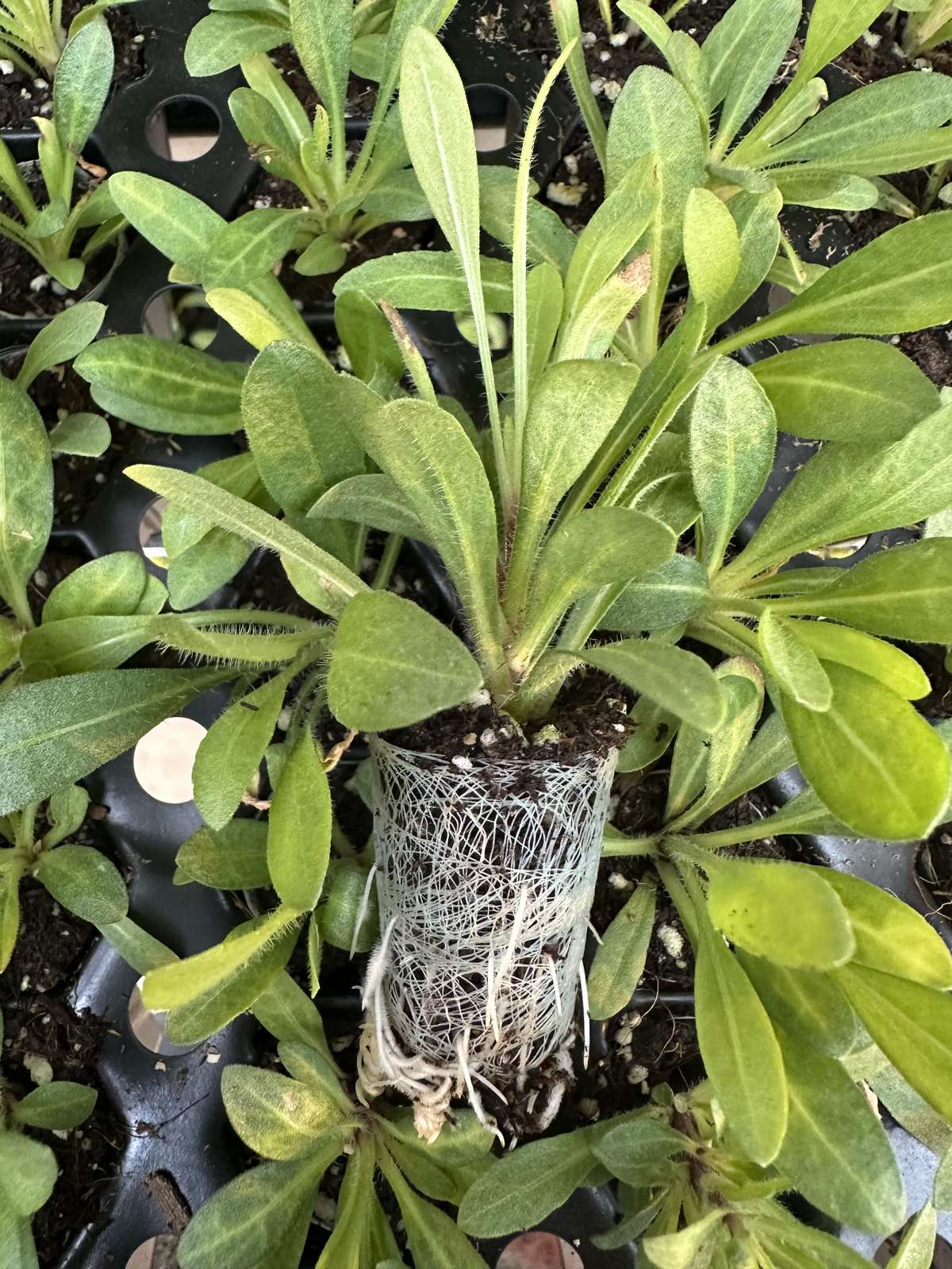Gaillardia aristata 'SpinTop Red' — wholesale plug/liner