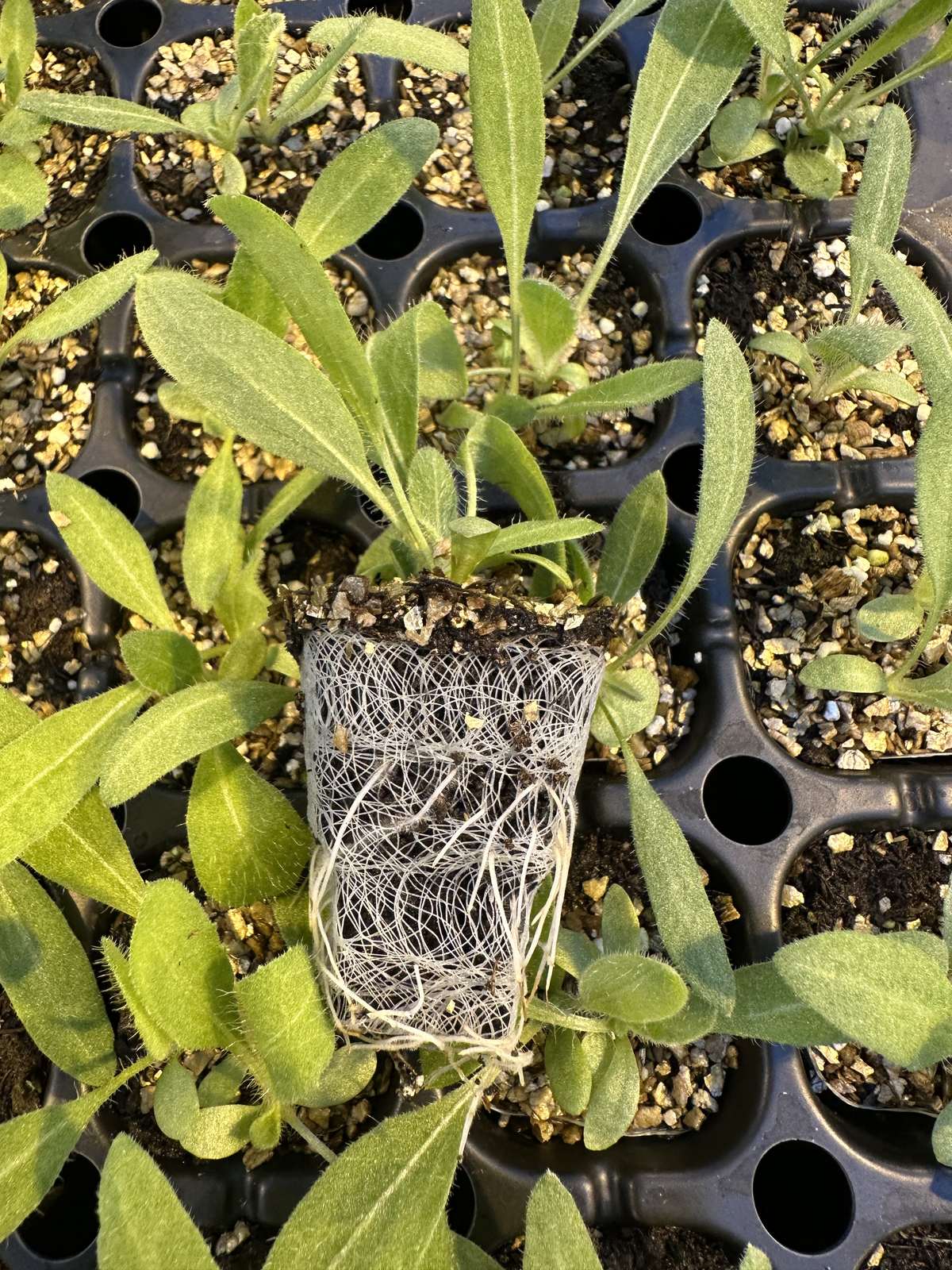 Gaillardia grandiflora 'Goblin' — wholesale plug/liner