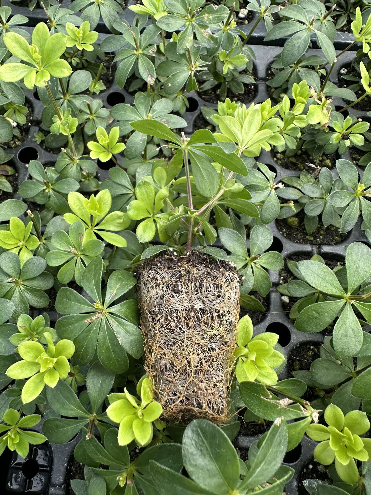 Galium odoratum — wholesale plug/liner