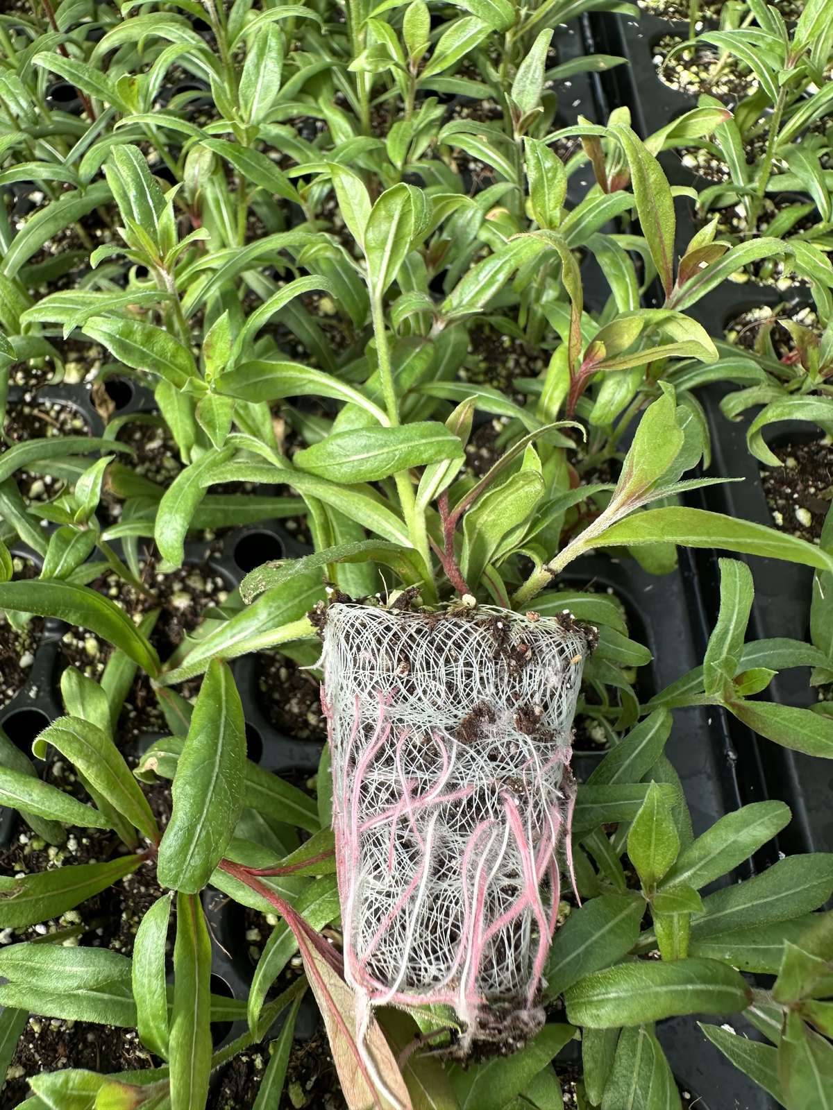 Gaura lindheimeri 'Belleza Dark Pink' — wholesale plug/liner
