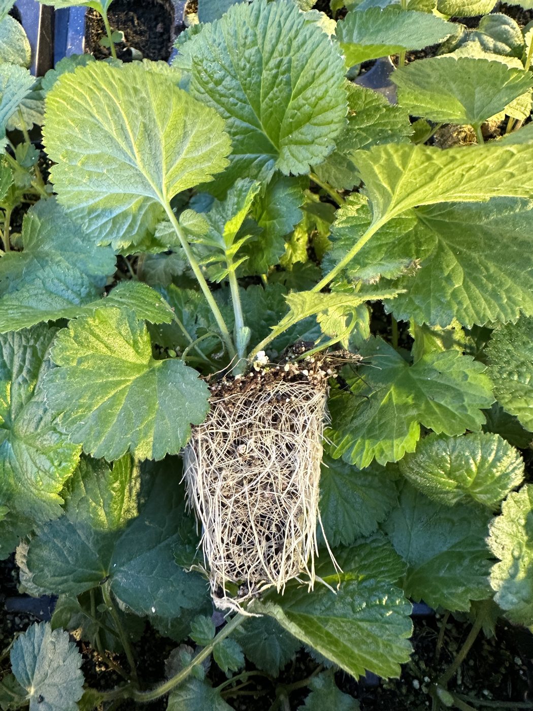 Geum hybrida 'TEMPO™ Coral' — wholesale plug/liner