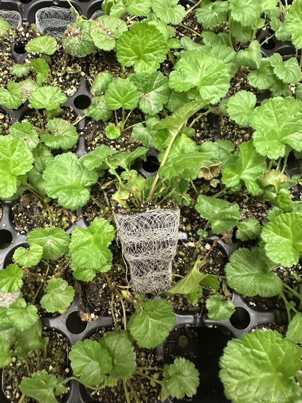 Geum hybrida 'TEMPO™ Rose' — wholesale plug/liner