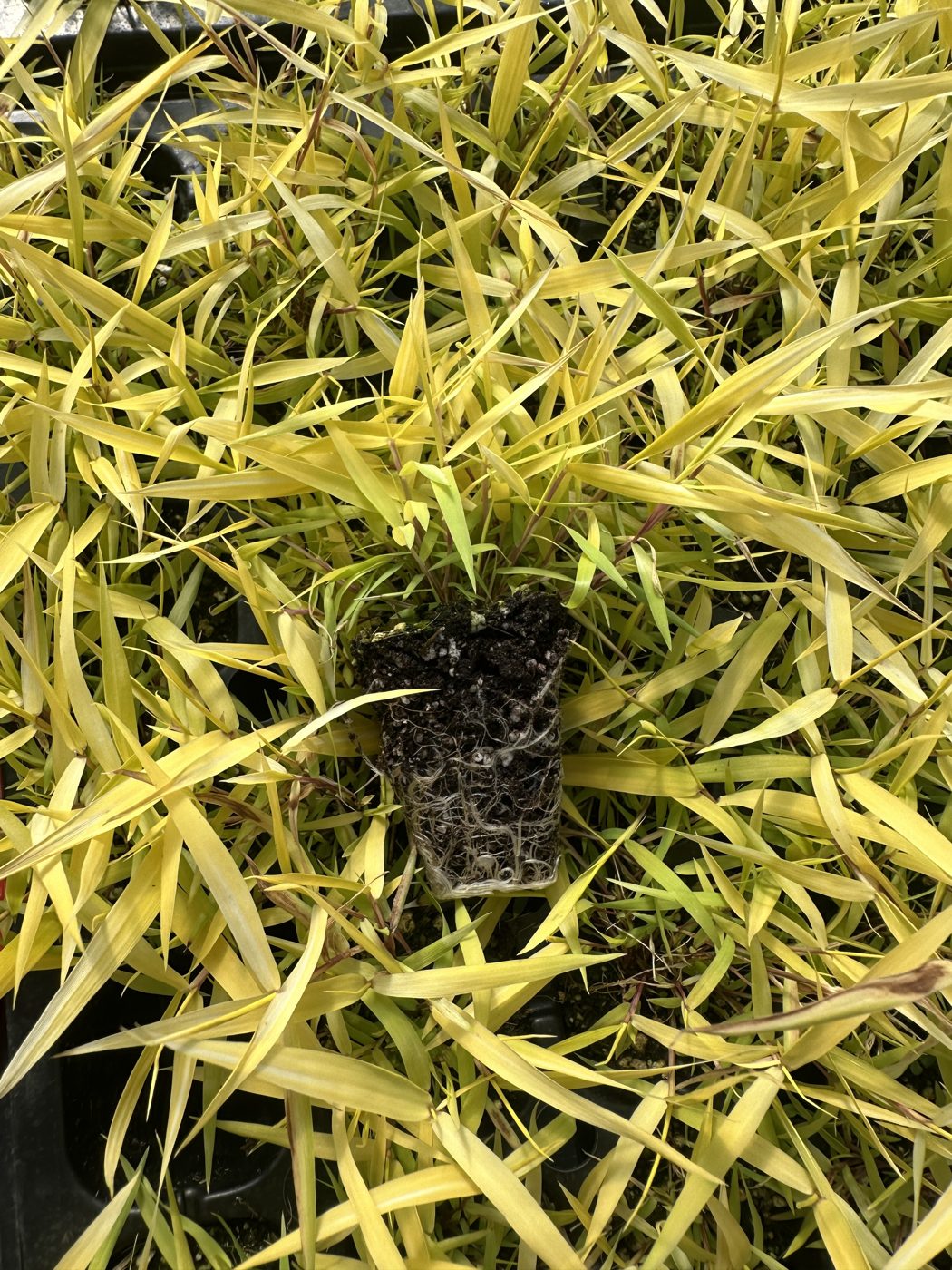 Hakonechloa macra 'All Gold' — wholesale plug/liner