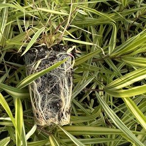Hakonechloa macra 'Aureola' — wholesale plug/liner