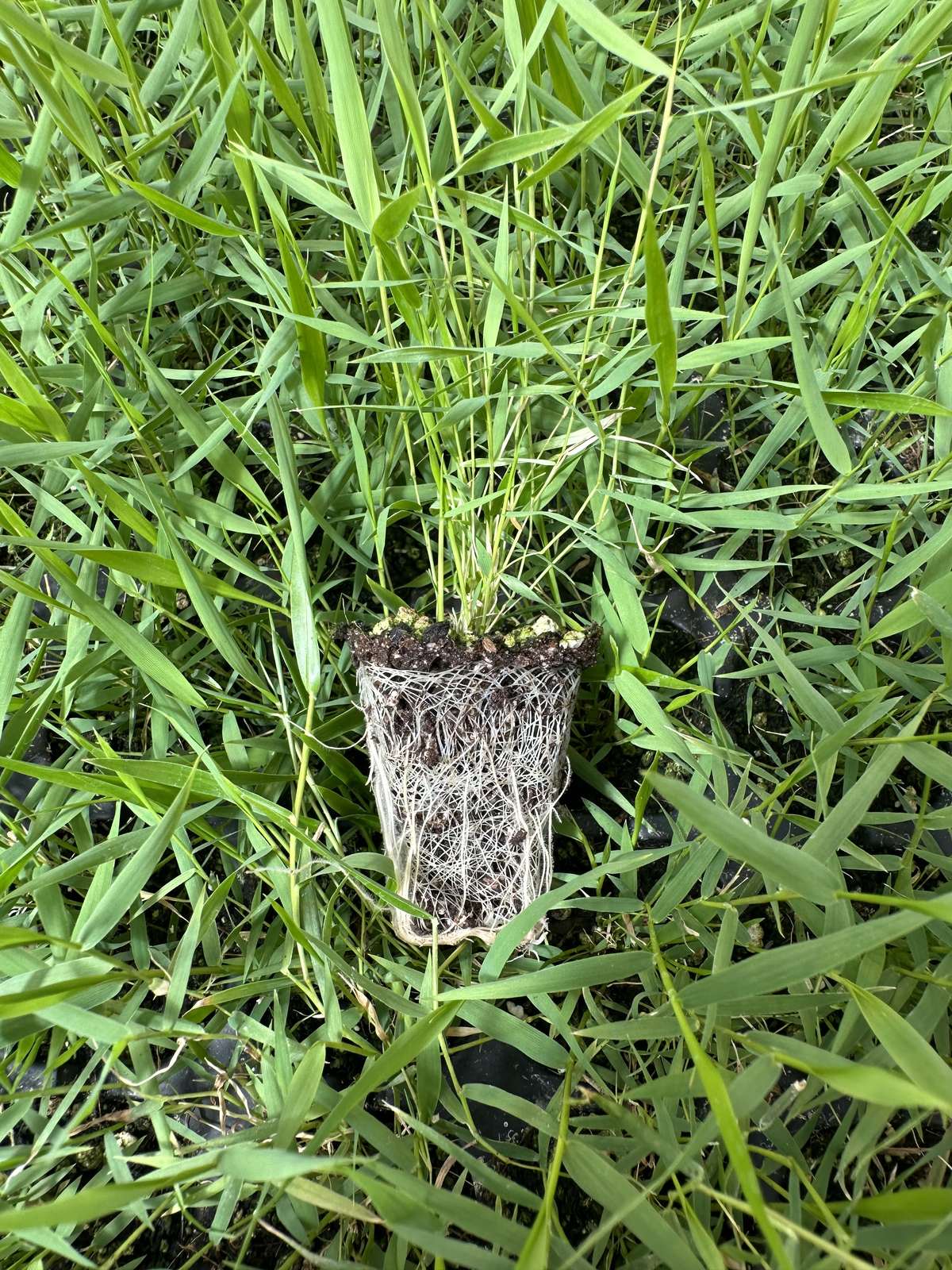 Hakonechloa macra 'Green' — wholesale plug/liner