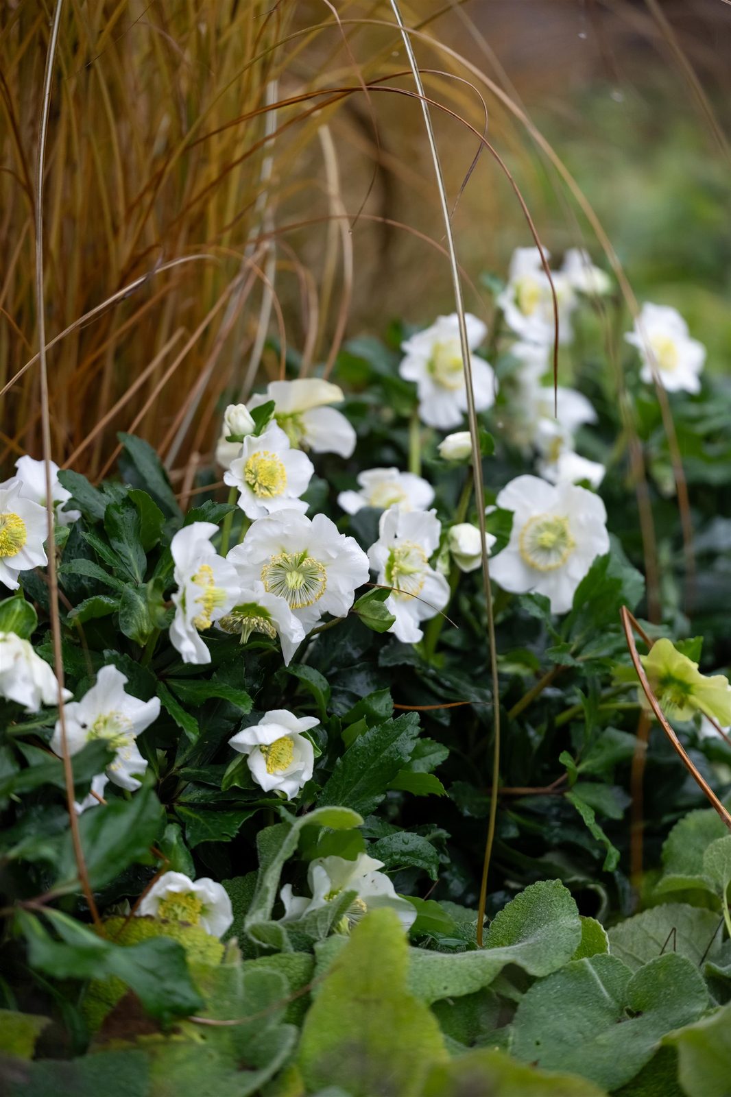 Helleborus niger 'Awesome Heavenly' — wholesale plug/liner