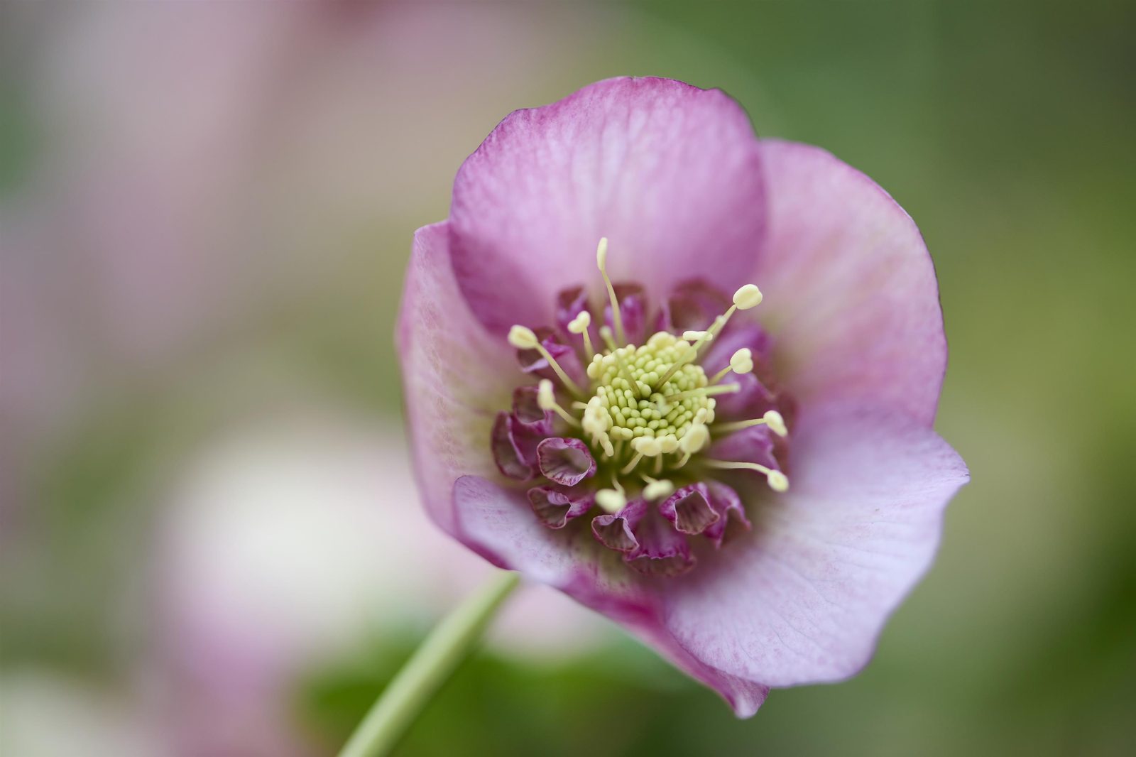 Helleborus ori. 'Glamour Beaming Blush' — wholesale plug/liner
