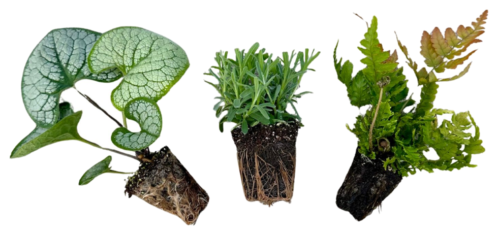 Westcan plug liners — brunnera, lavender and fern
