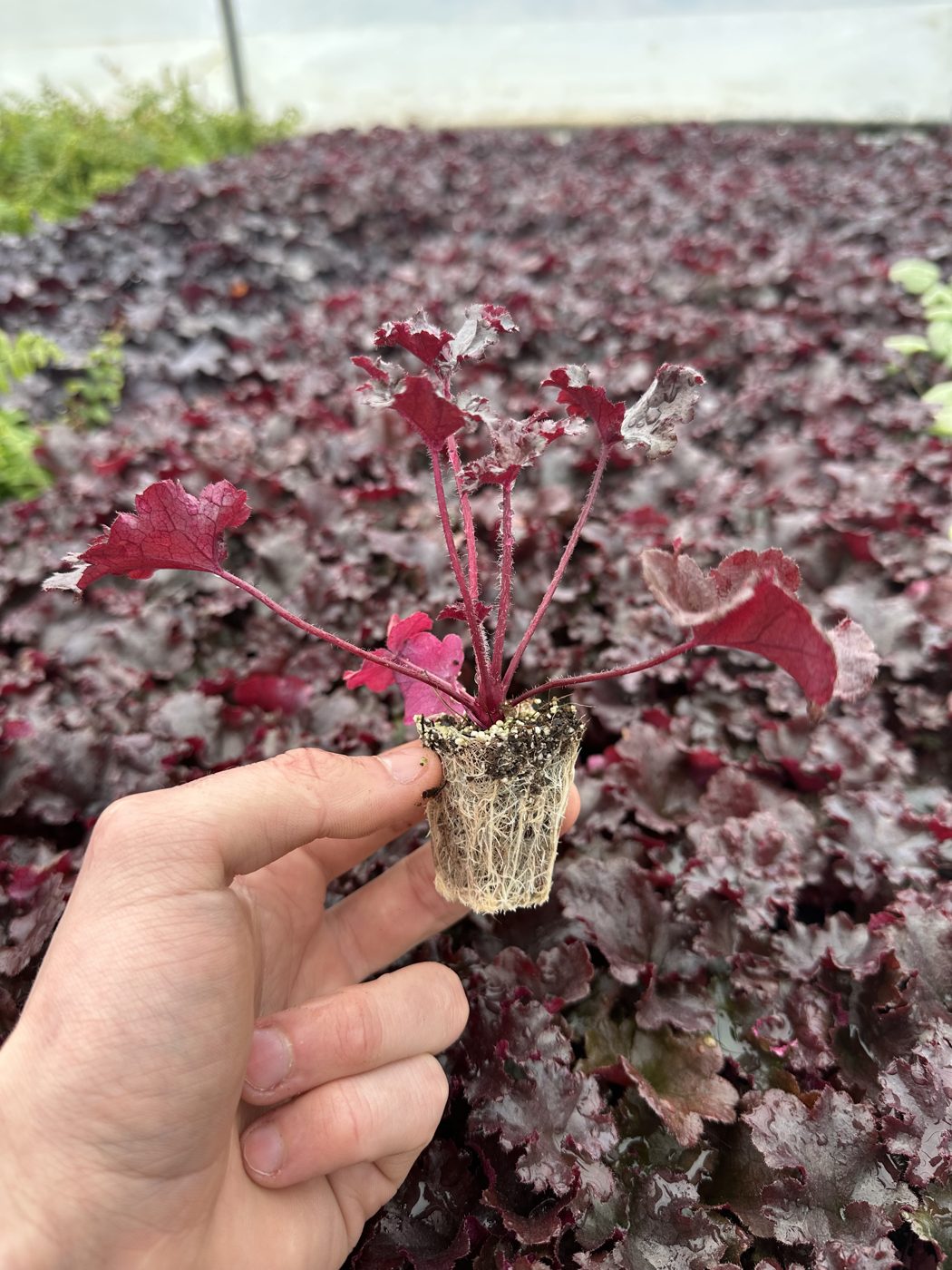 Heuchera hybrida 'Carnival Burgundy Blast' — wholesale plug/liner