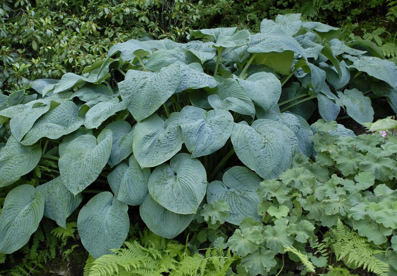 Hosta fortunei 'Blue Angel' — wholesale plug/liner