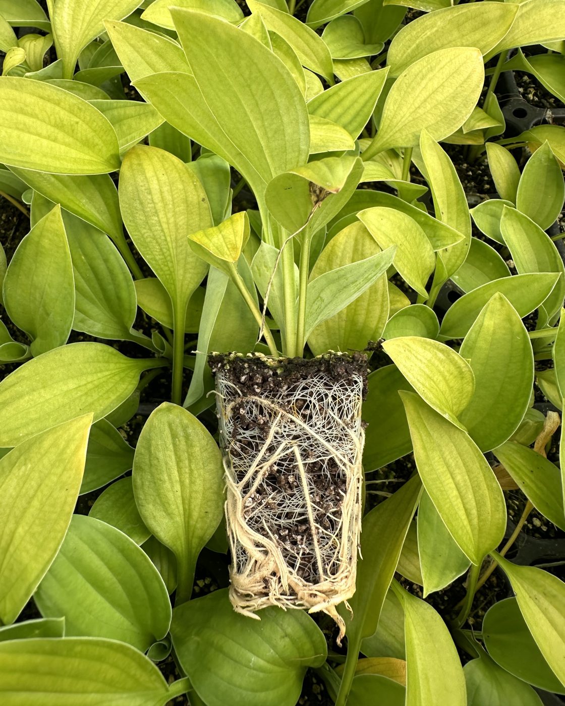 Hosta fortunei 'Gold Standard' — wholesale plug/liner