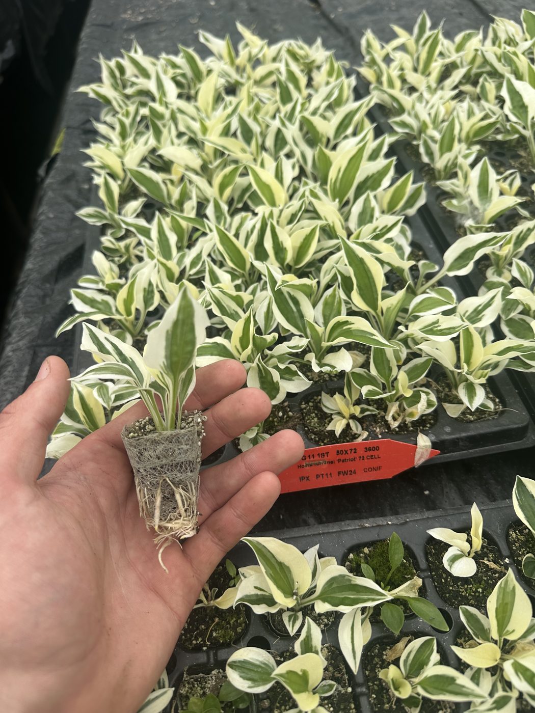 Hosta fortunei 'Patriot' — wholesale plug/liner
