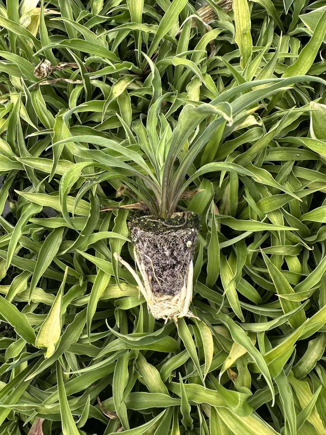 Hosta hybrida 'Curly Fries' — wholesale plug/liner