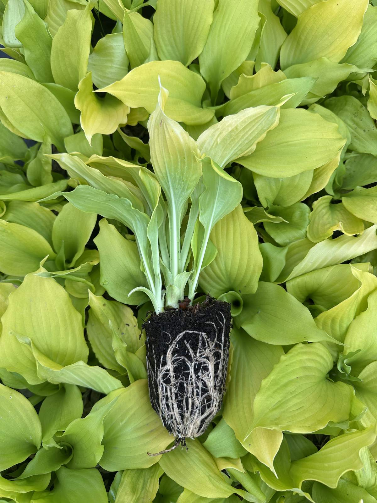 Hosta hybrida 'Dancing Queen' — wholesale plug/liner