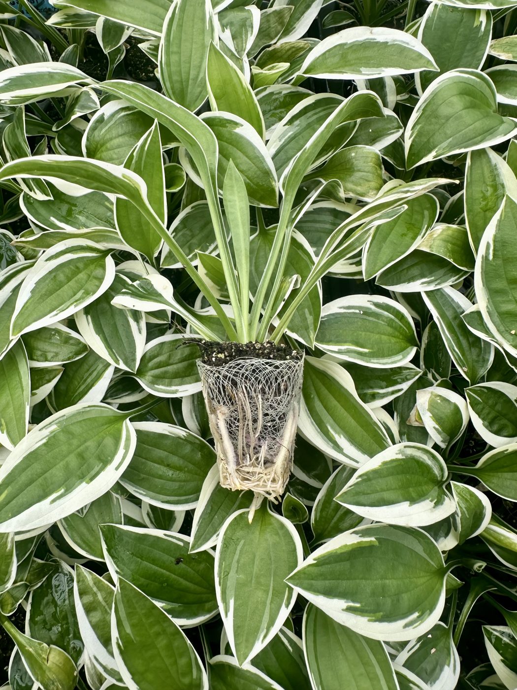 Hosta hybrida 'Francee' — wholesale plug/liner