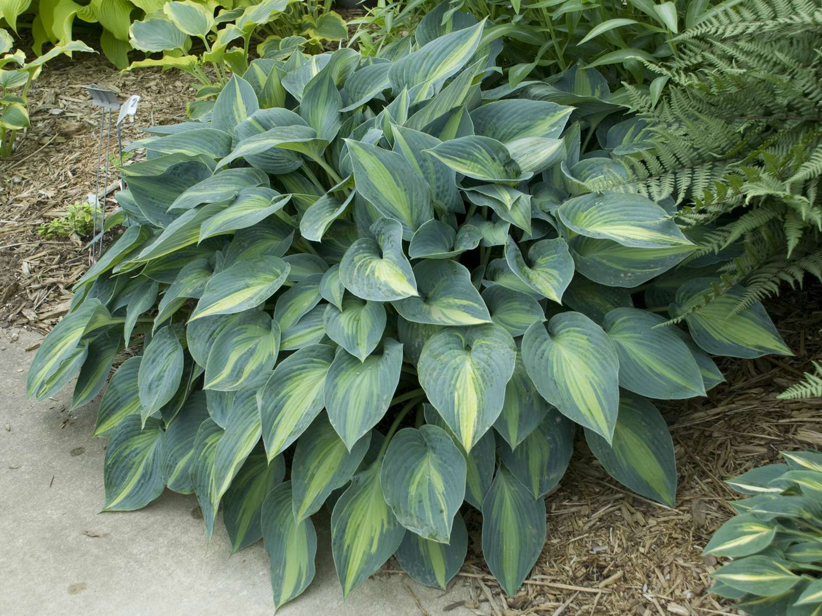Hosta hybrida 'June' — wholesale plug/liner