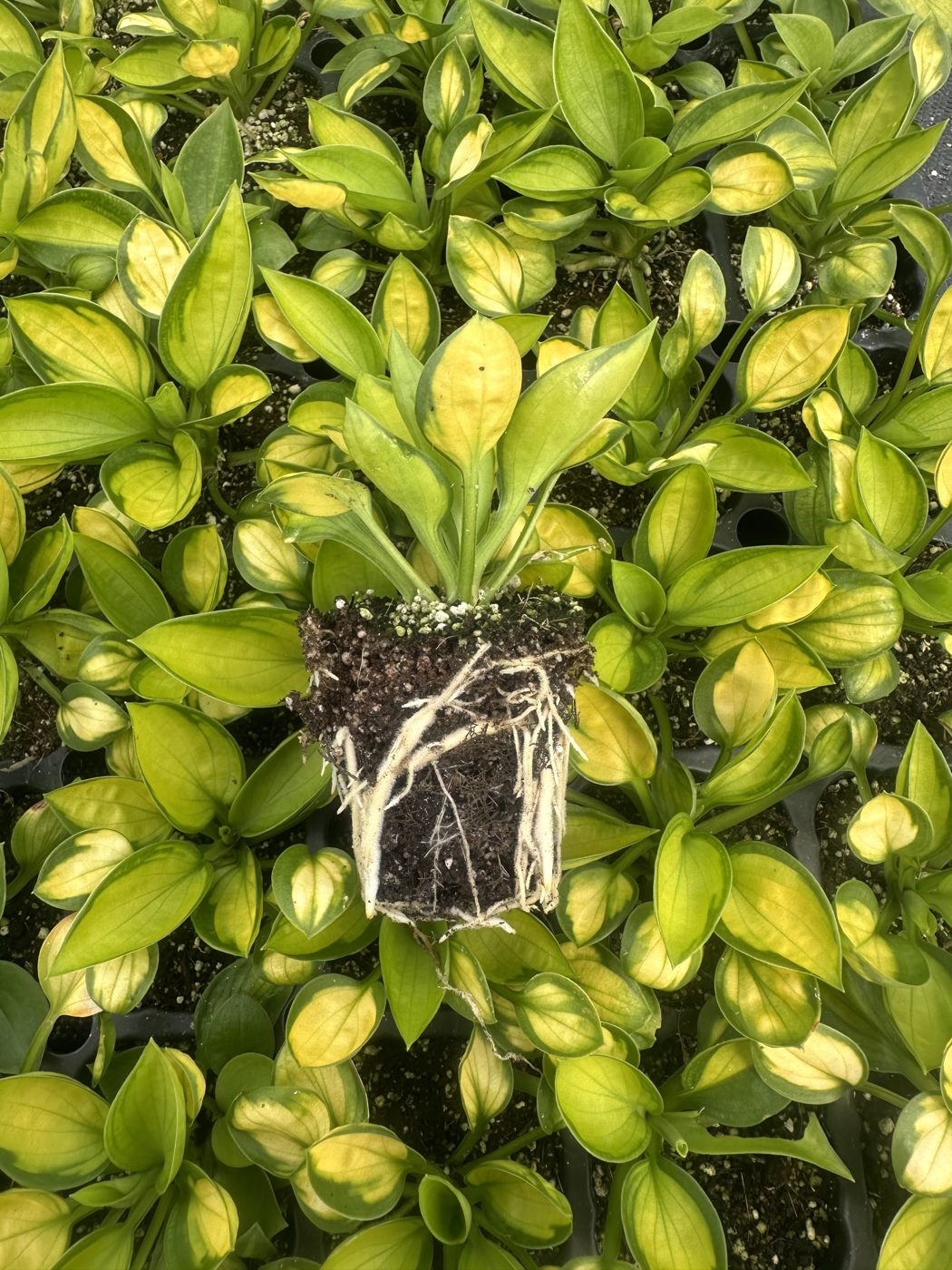 Hosta hybrida 'Rainforest Sunrise' — wholesale plug/liner