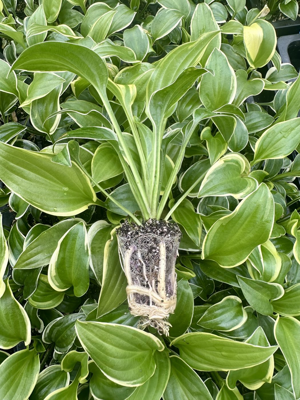 Hosta hybrida 'So Sweet' — wholesale plug/liner