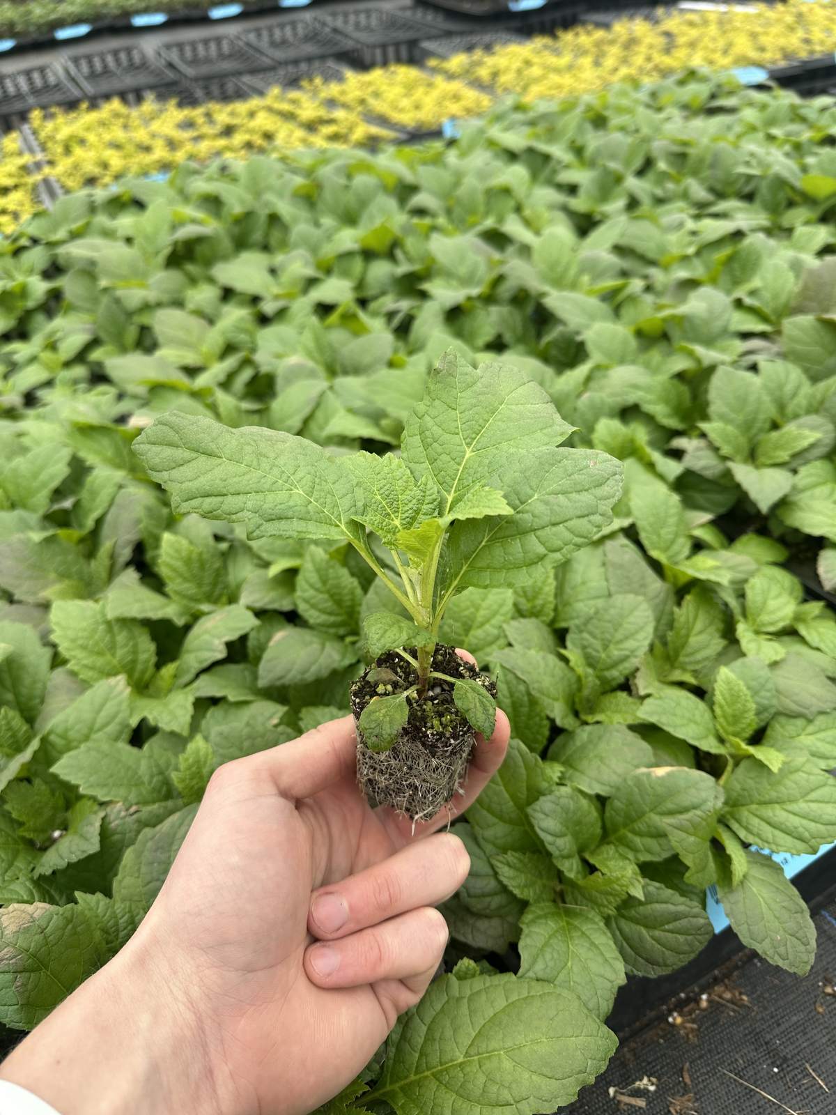 Hydrangea quercifolia 'Munchkin'
