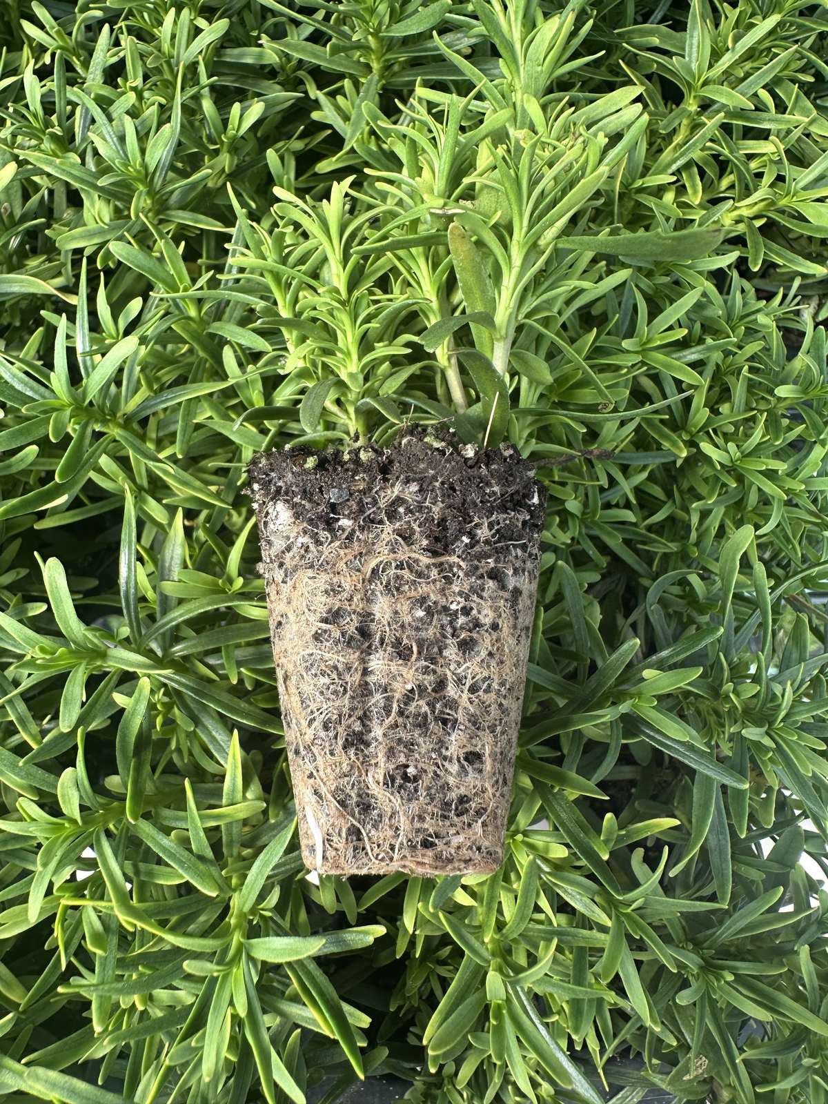 Iberis sempervirens 'Snowsation™' — wholesale plug/liner