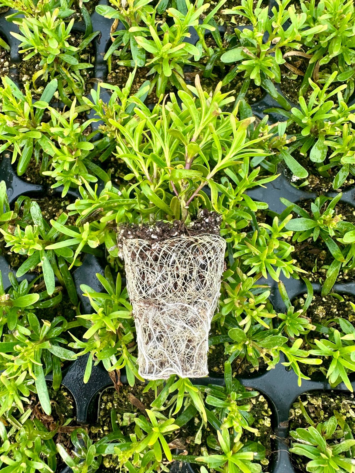 Iberis sempervirens 'Snowsation&trade;' — wholesale perennial plug