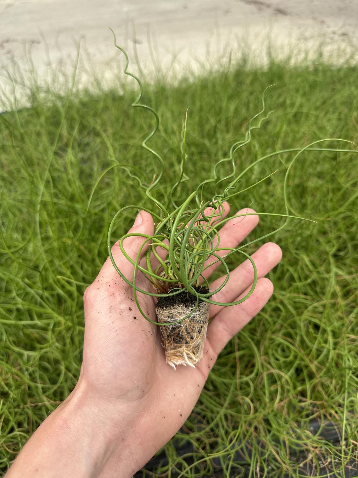Juncus effusus 'Spiralis' — wholesale plug/liner