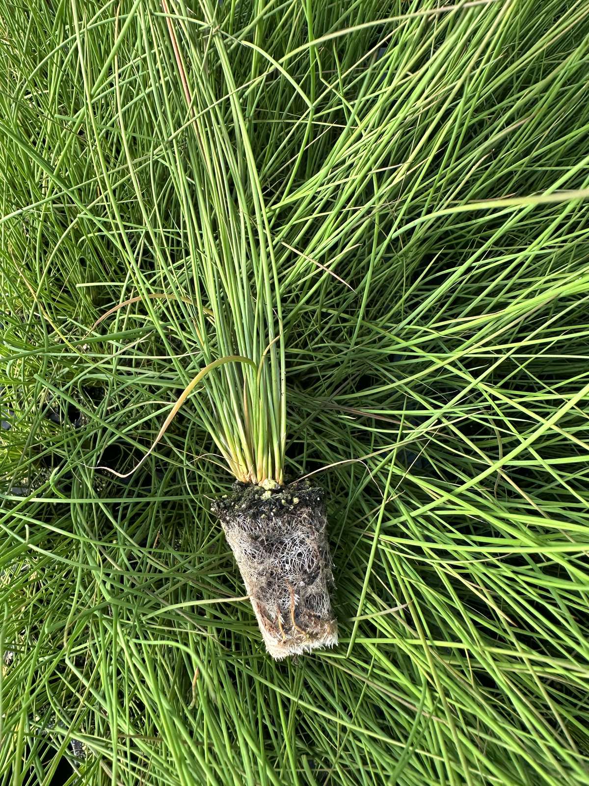 Juncus inflexus 'Blue Dart' — wholesale plug/liner