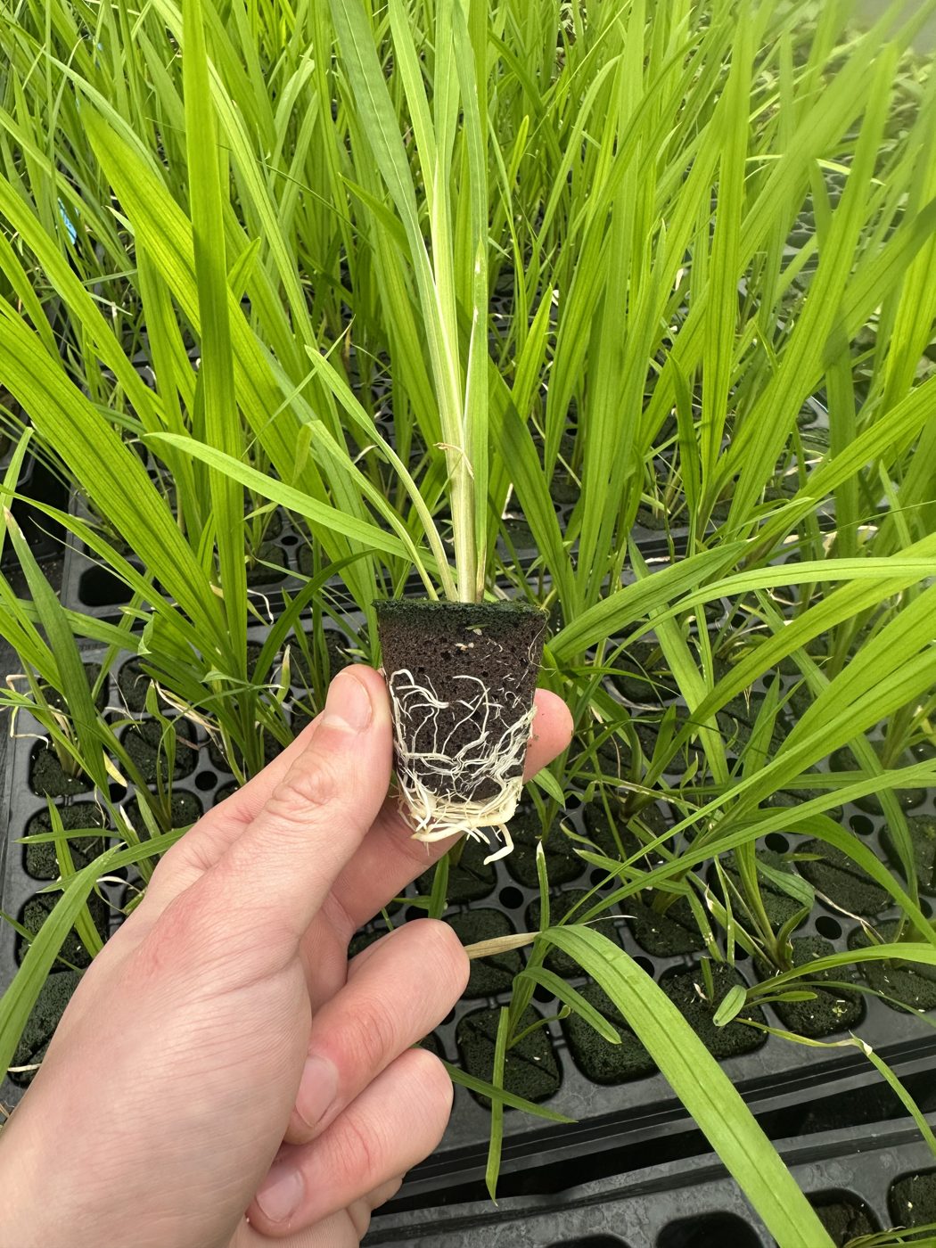 Kniphofia hybrida 'Popsicle Lemon' — wholesale plug/liner