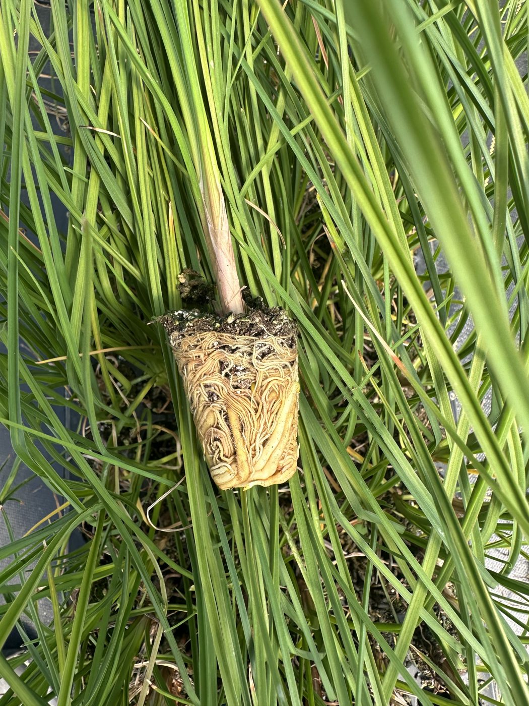 Kniphofia hybrida 'Popsicle Papaya' — wholesale plug/liner
