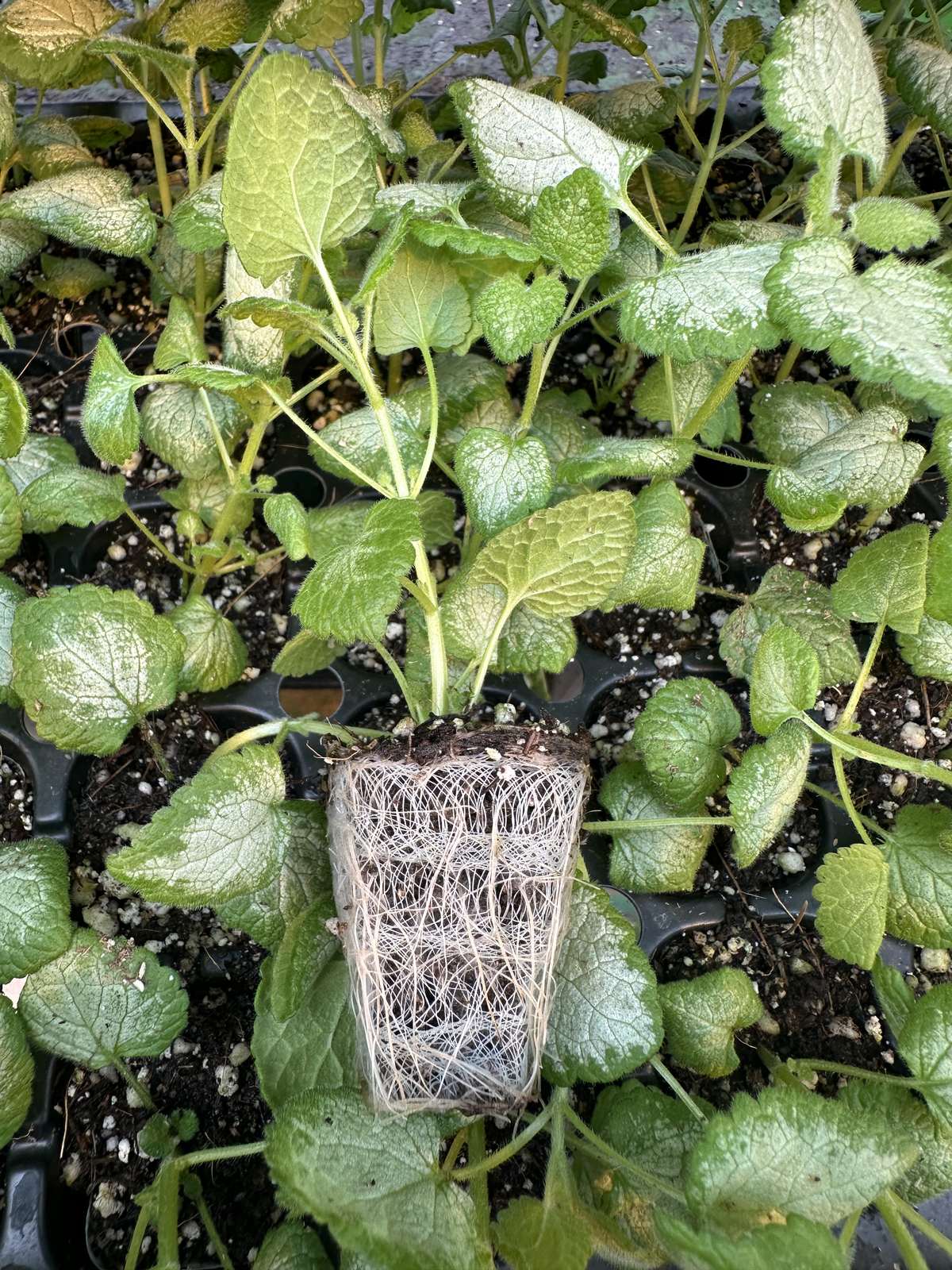 Lamium maculatum 'Red Nancy'