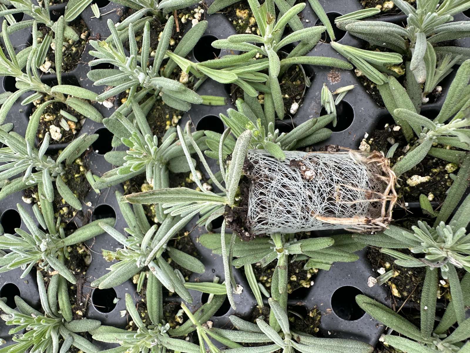 Lavandula angustifolia 'Dwarf Blue' — wholesale plug/liner