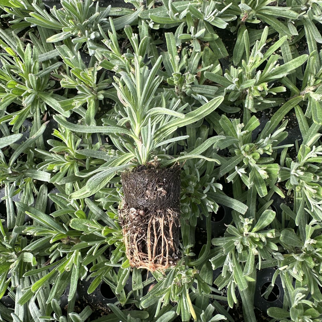 Lavandula angustifolia 'Hidcote' — wholesale plug/liner