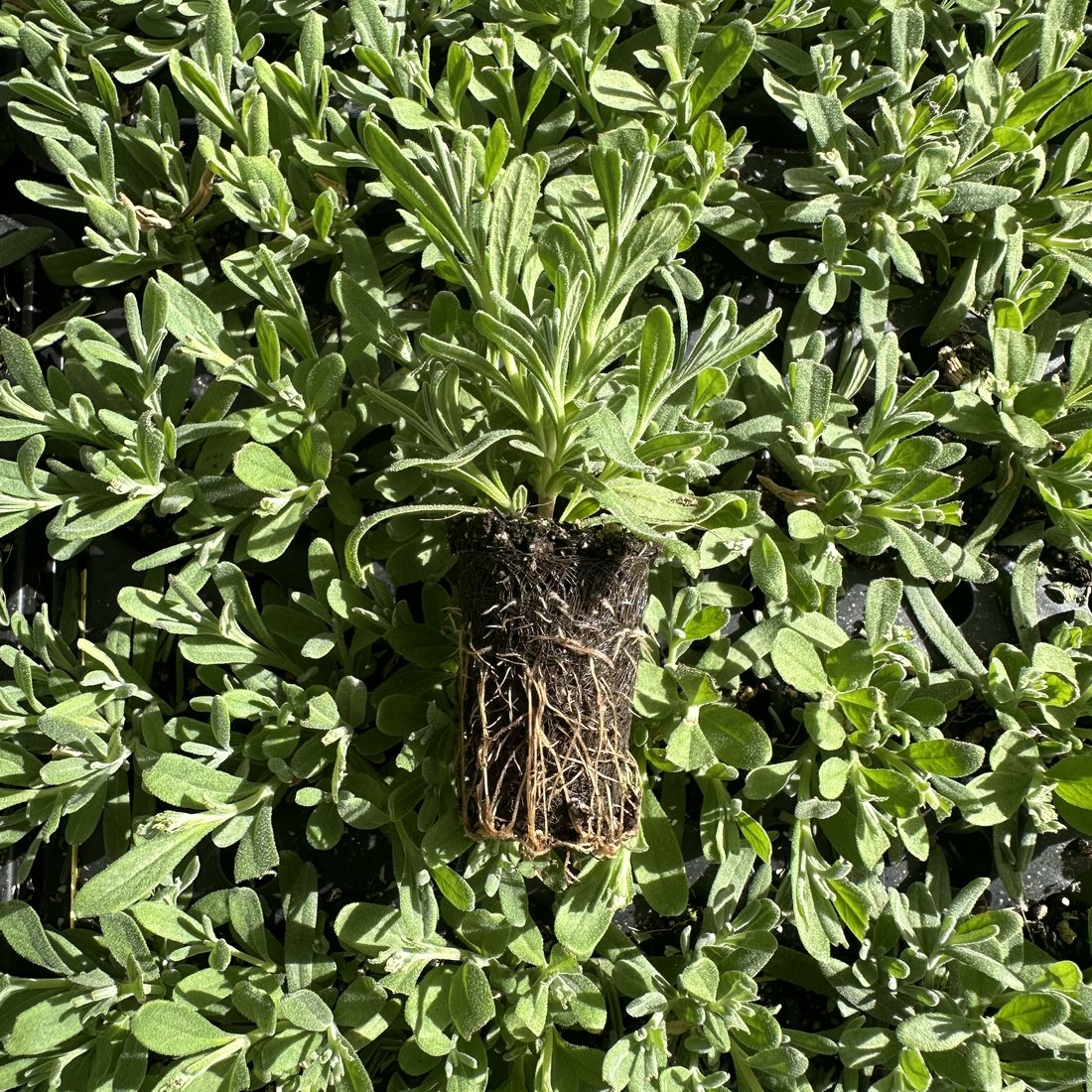 Lavandula ’Munstead’