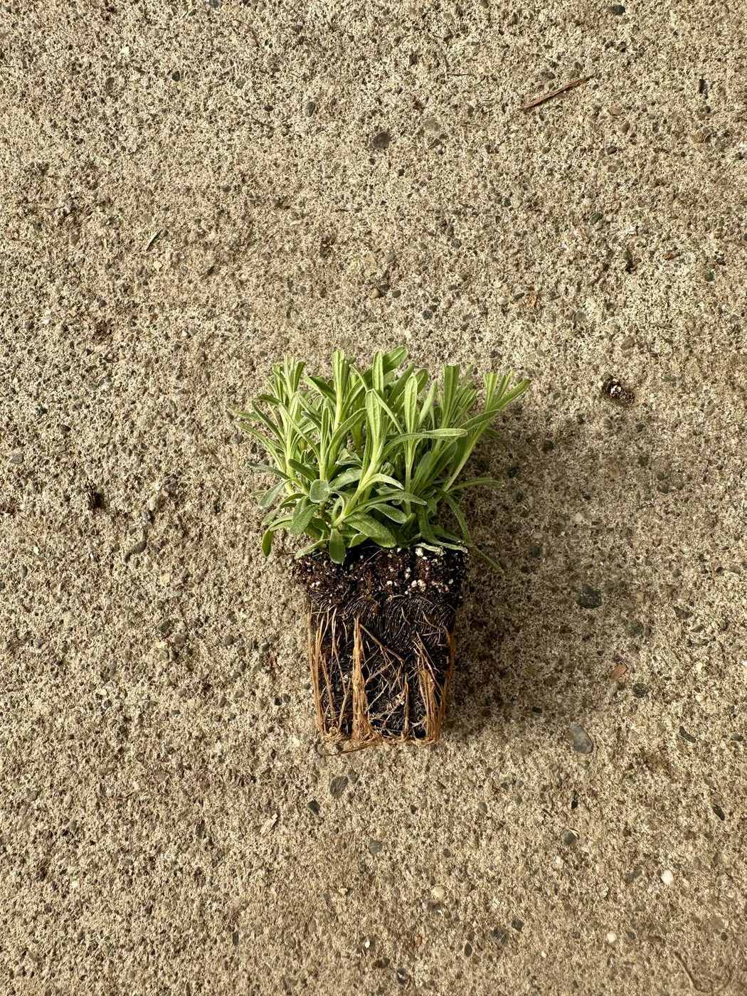 Lavandula x intermedia 'Grosso' — wholesale plug/liner