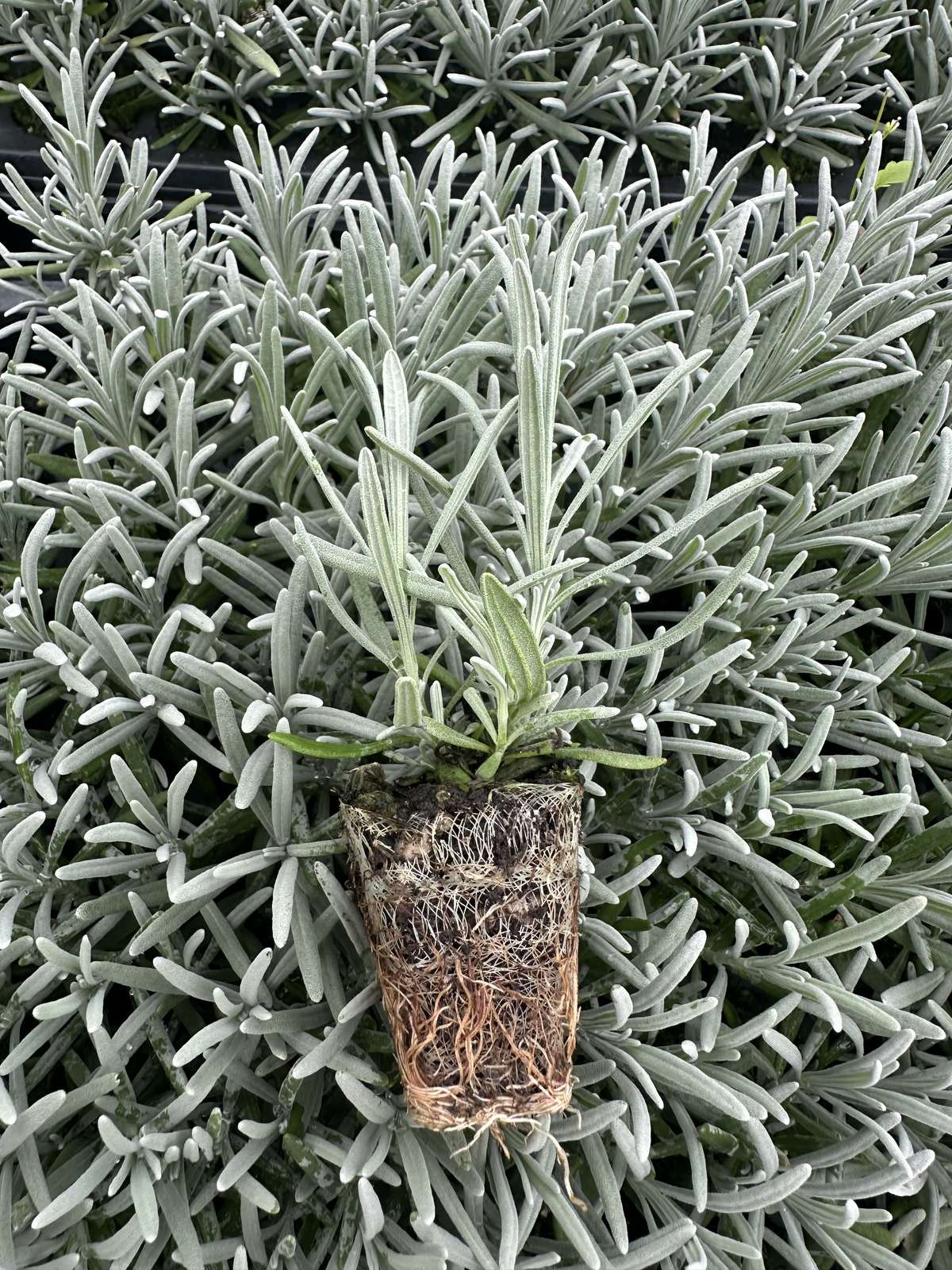 Lavandula x intermedia 'Phenomenal' — wholesale plug/liner