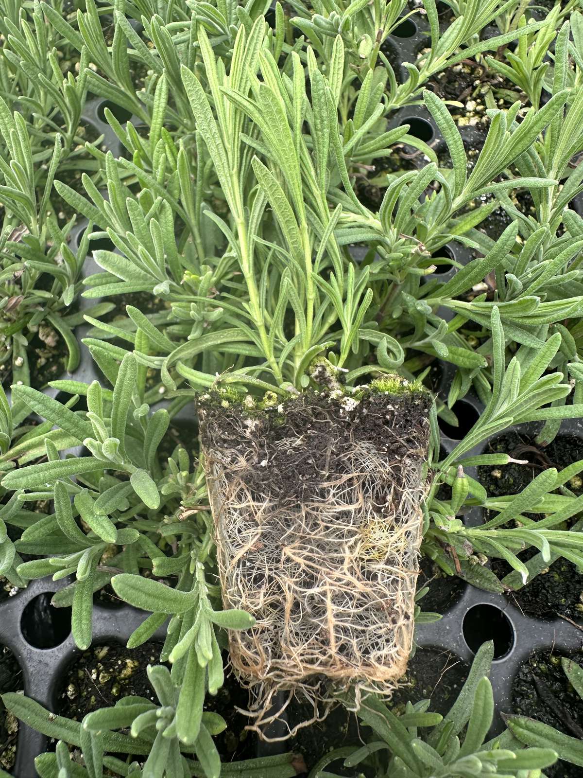 Lavandula stoechas 'Anouk' — wholesale plug/liner