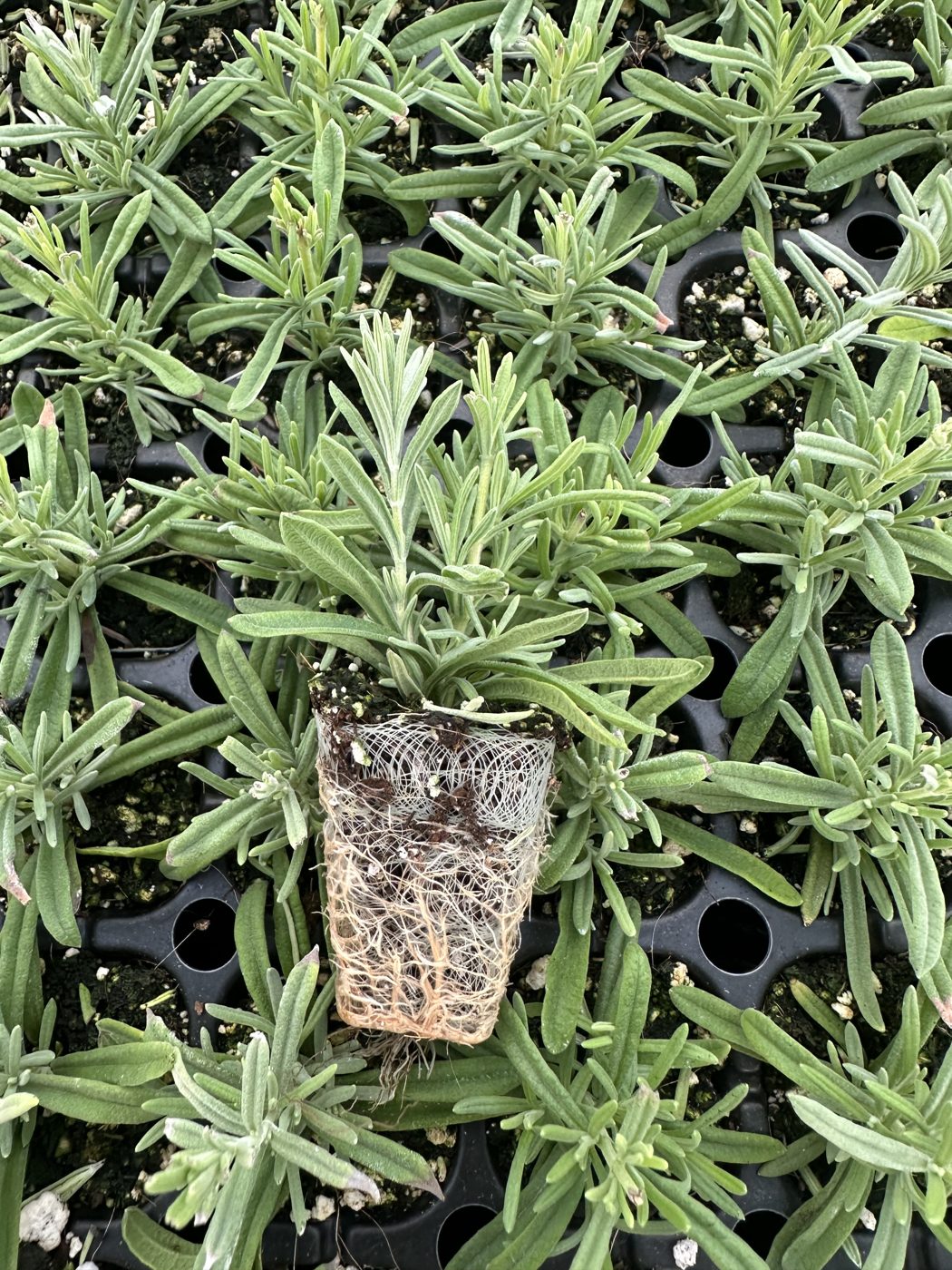 Lavandula stoechas 'Anouk Burgundy' — wholesale plug/liner
