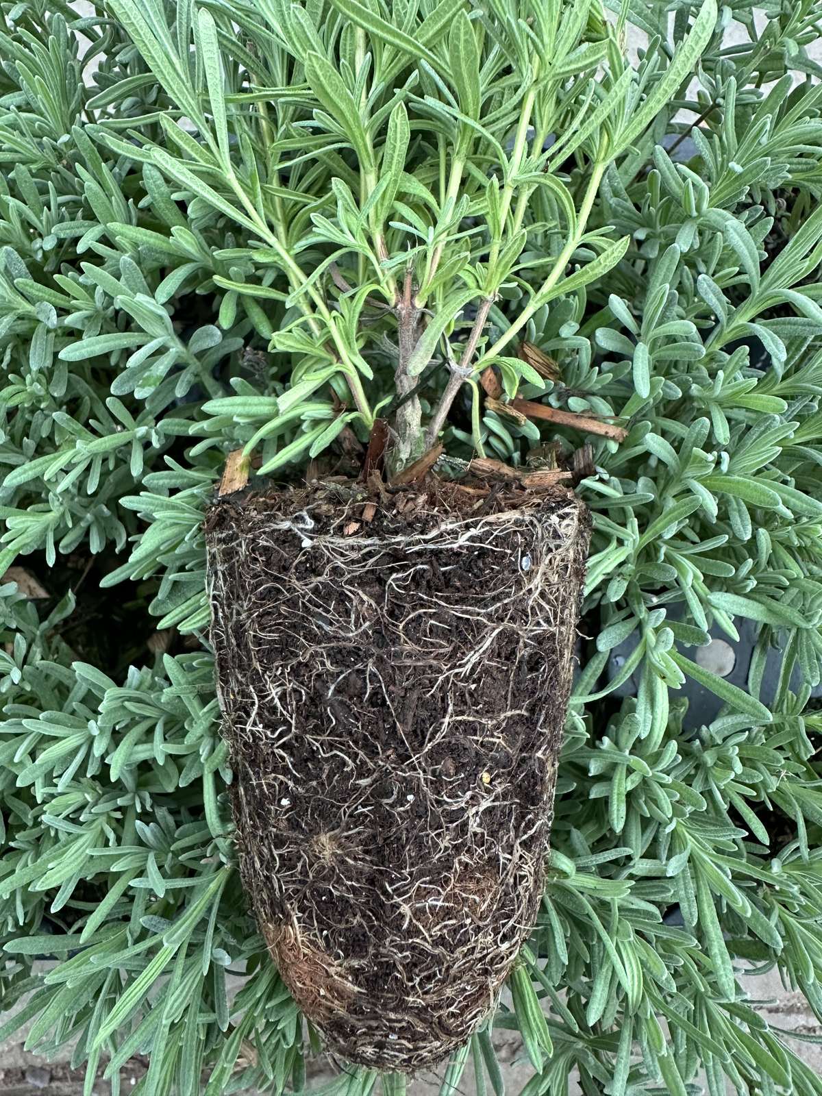 Lavandula stoechas 'Anouk Purple Flare' or Twight Sky — wholesale plug/liner
