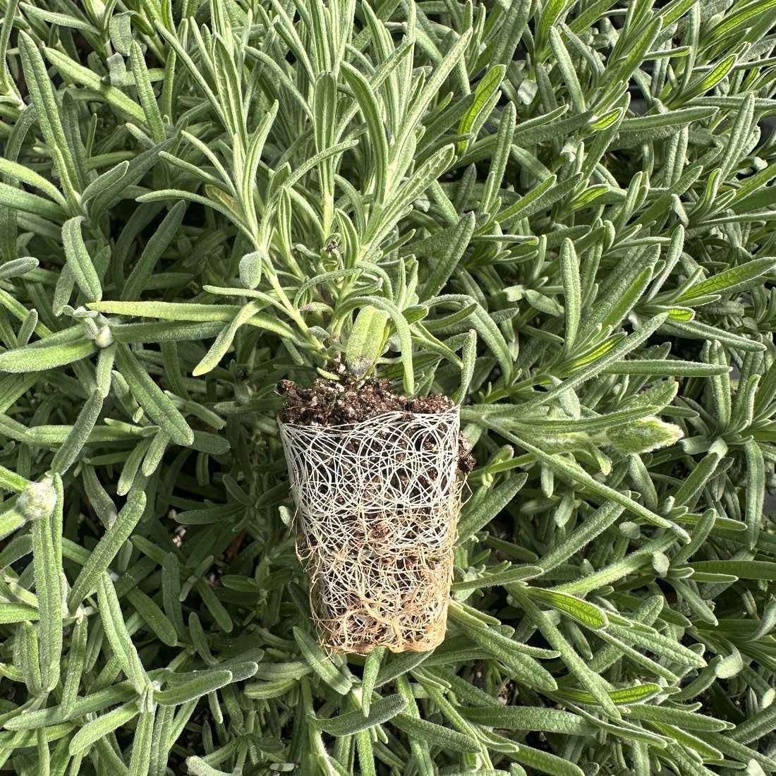 Lavandula ’Primavera’