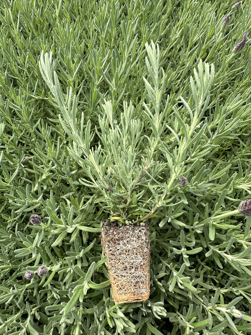 Lavandula stoechas 'Purple Rain' — wholesale plug/liner
