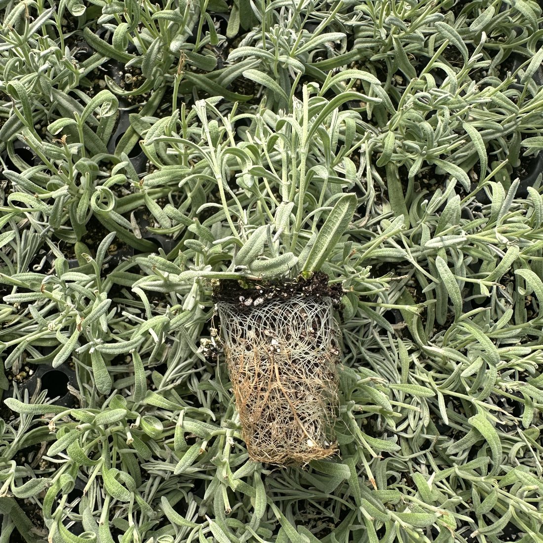 Lavandula ’Silver Anouk’