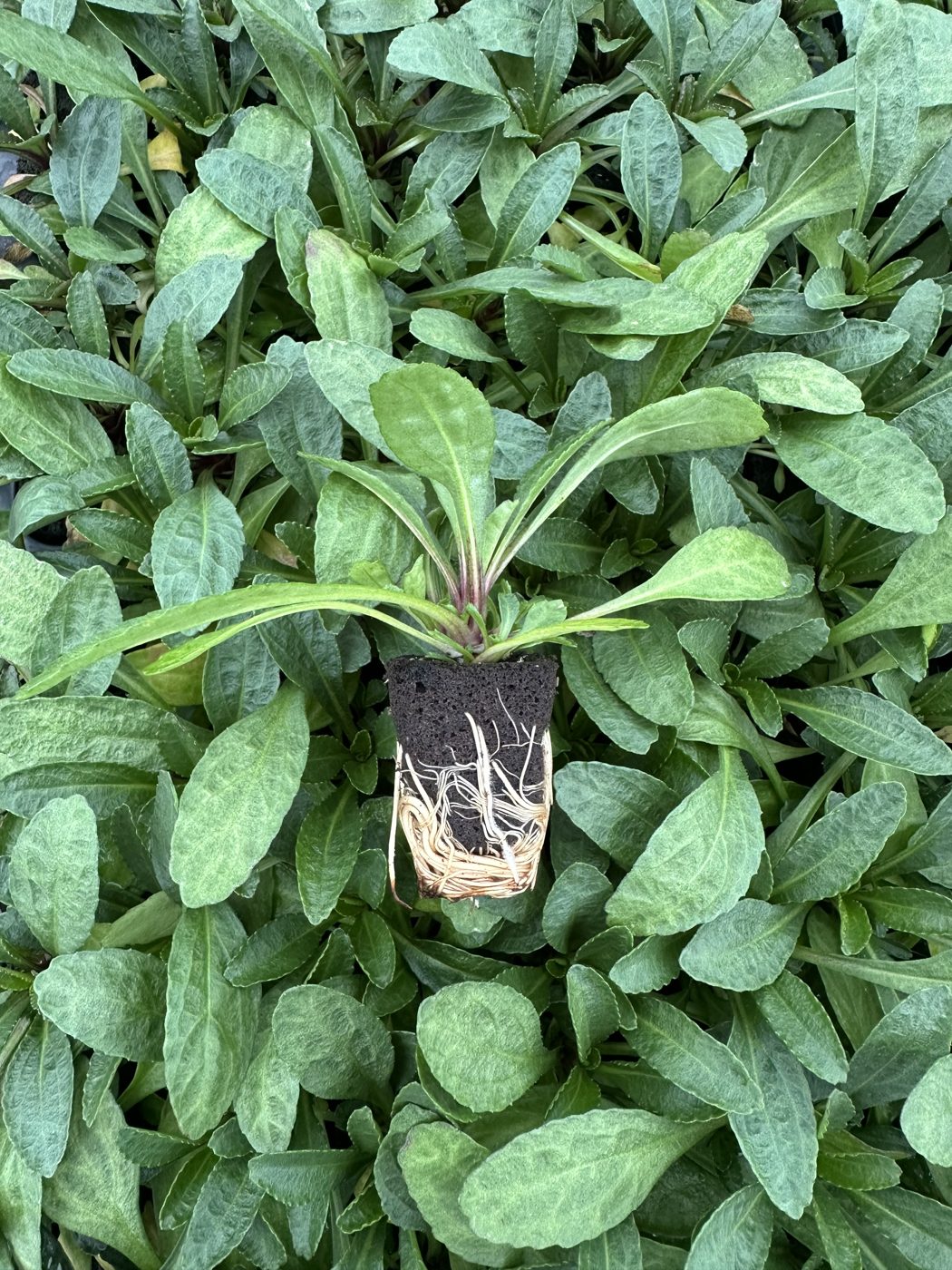 Leucanthemum x hybrida 'Sugar Bowl' — wholesale plug/liner